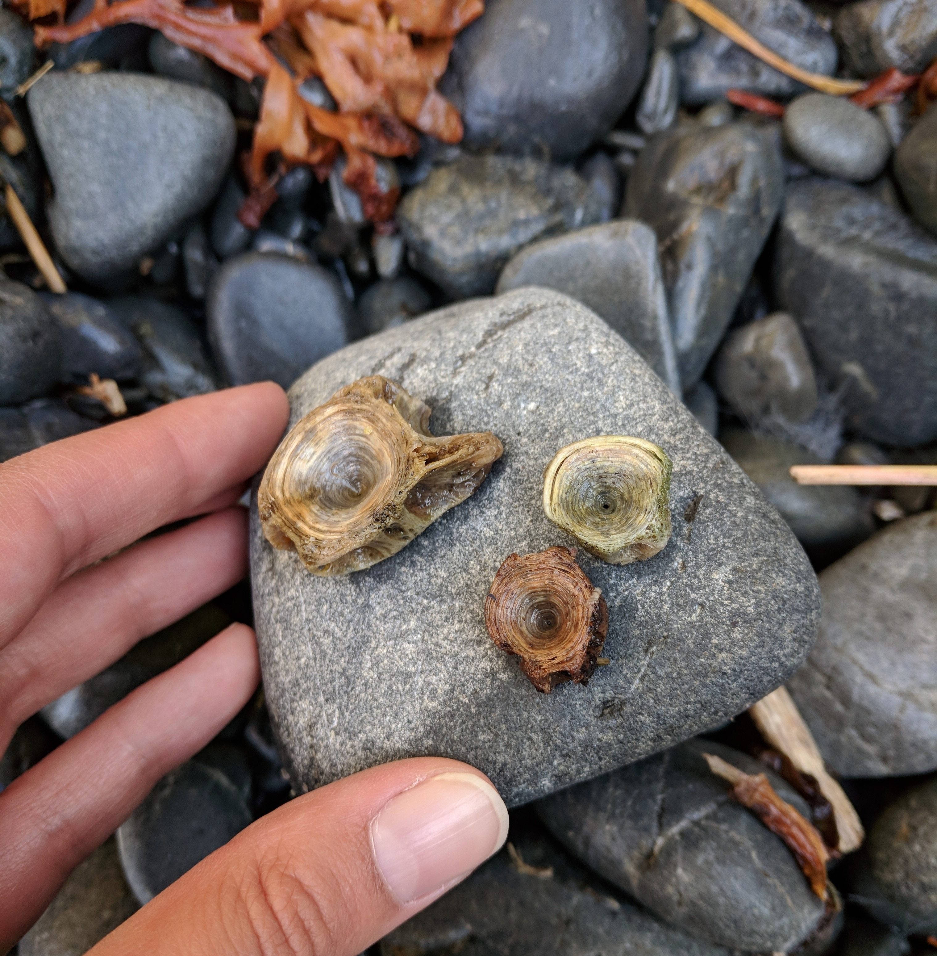 fish bones at kod-077